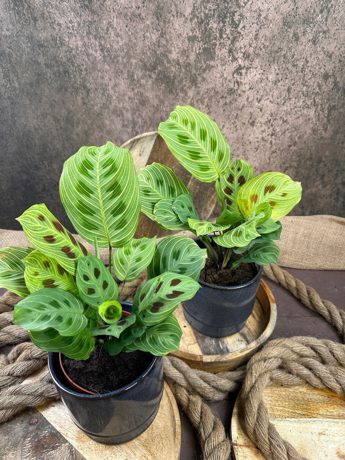 Maranta „Light Veins“
