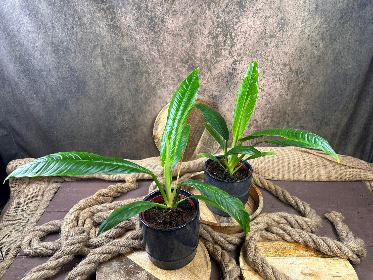 Philodendron campii lynette