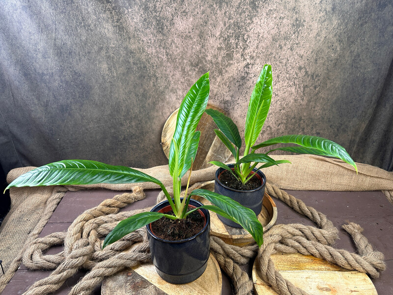 Philodendron campii lynette
