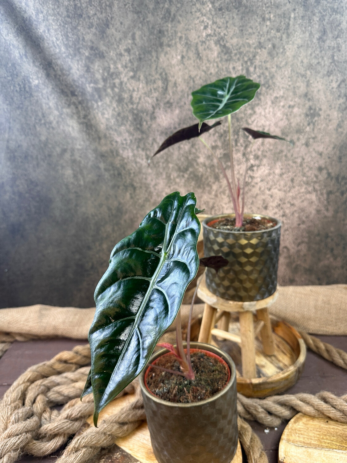 Alocasia Chantrieri