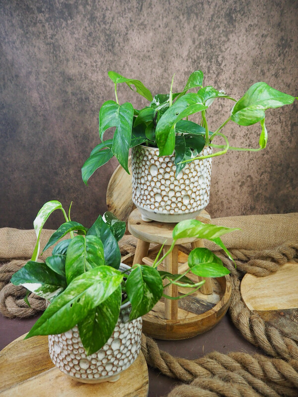 Epipremnum pinnatum Albo Variegata