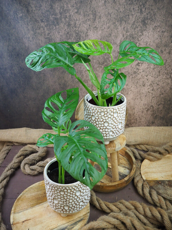 Monstera Adansonii