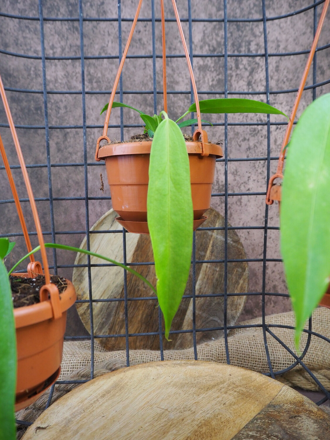 Anthurium wendlingeri Anthurium wendlingeri