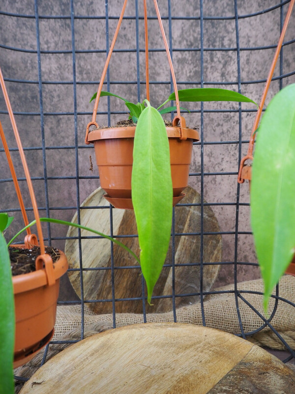Anthurium wendlingeri