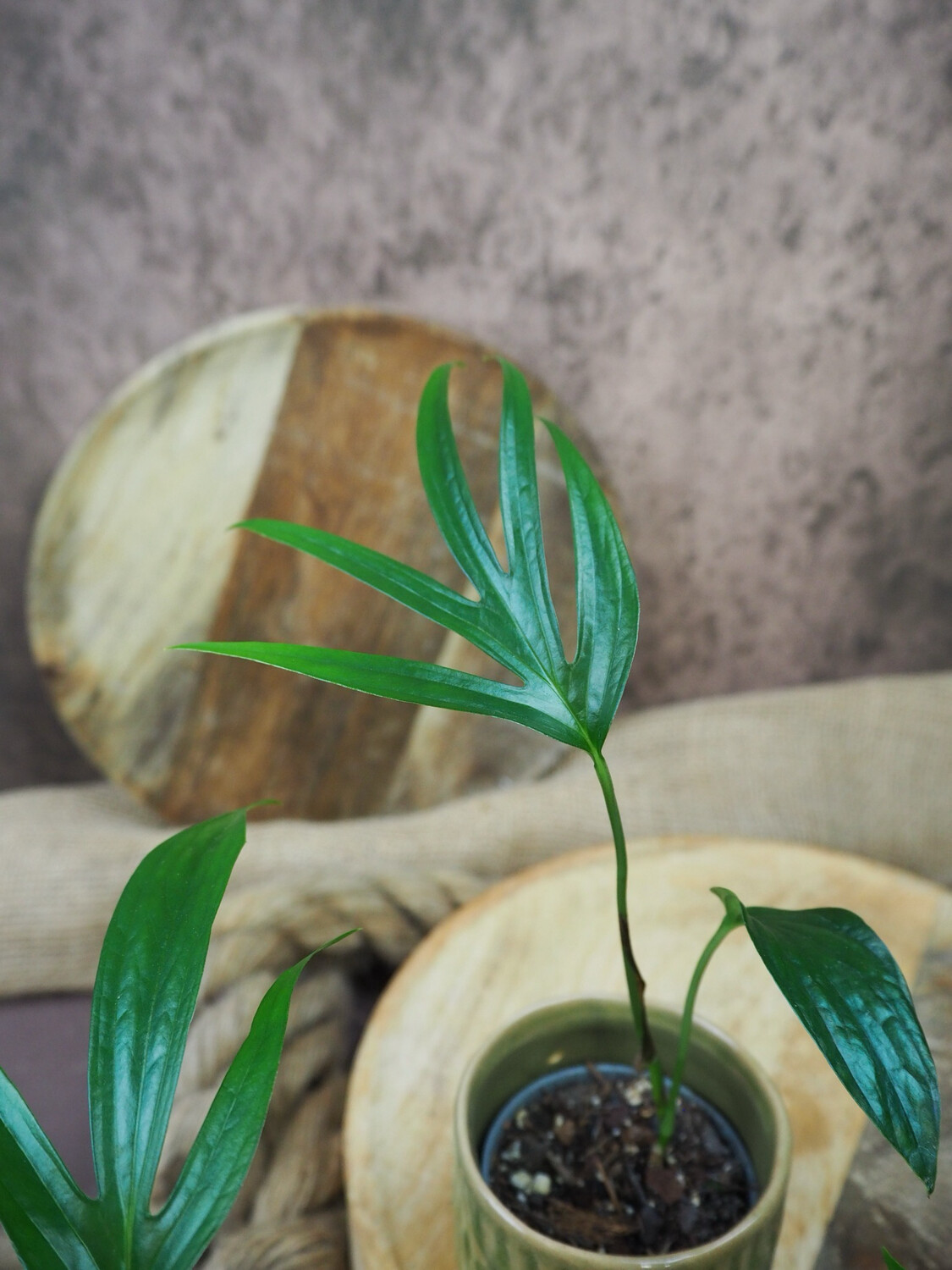 Amydrium zippelianum