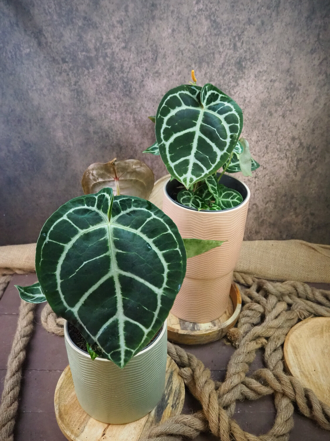 Anthurium Crystallinum XL