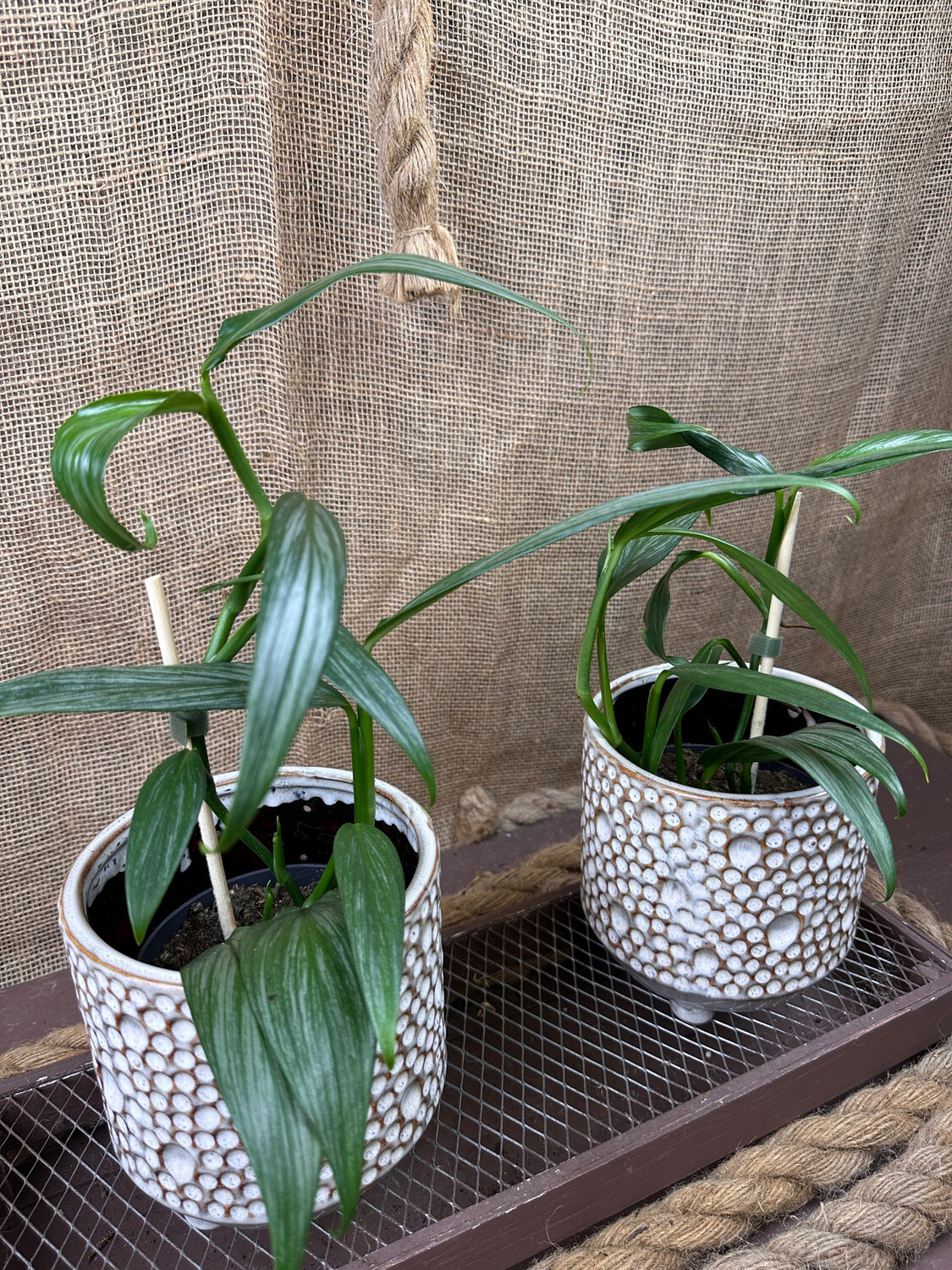 Epipremnum amplissimum Silver Stripe