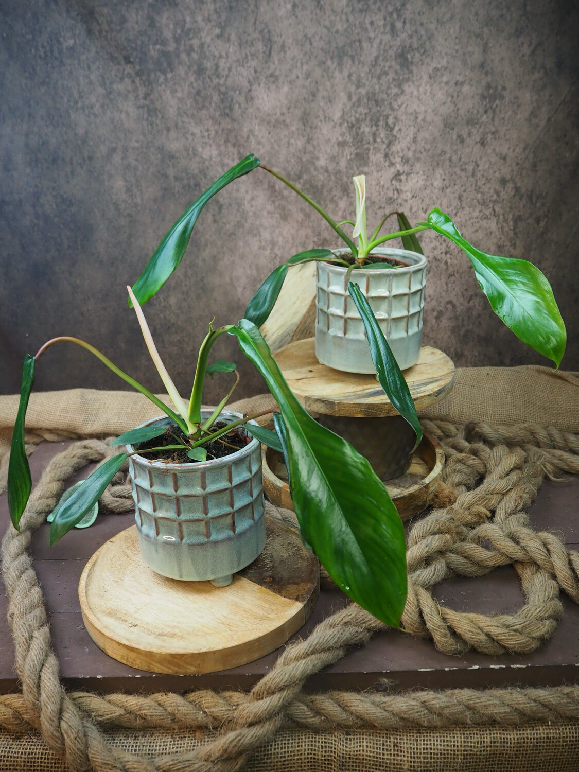 Philodendron Joepii S