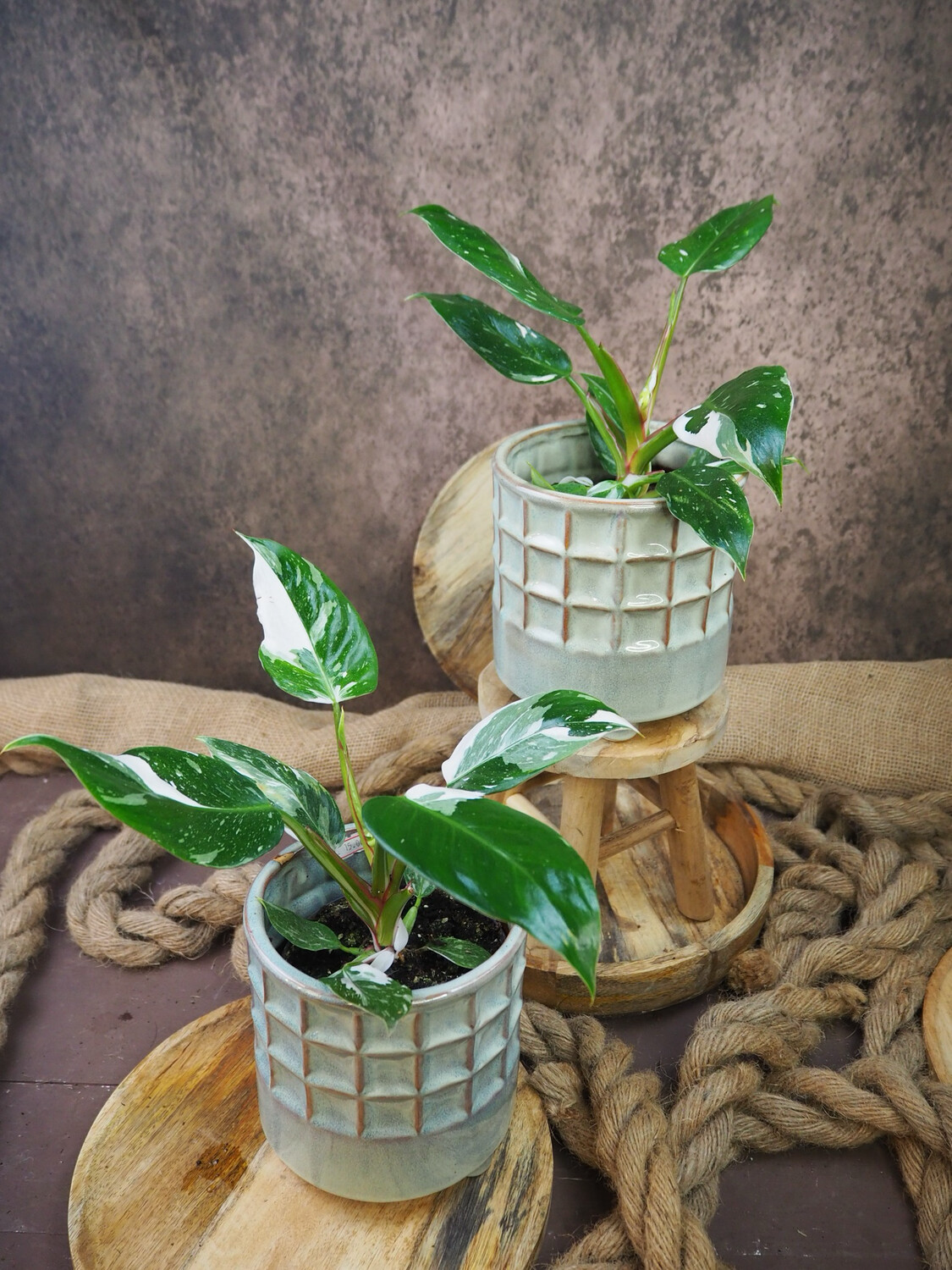 Philodendron White Princess Philodendron White Princess