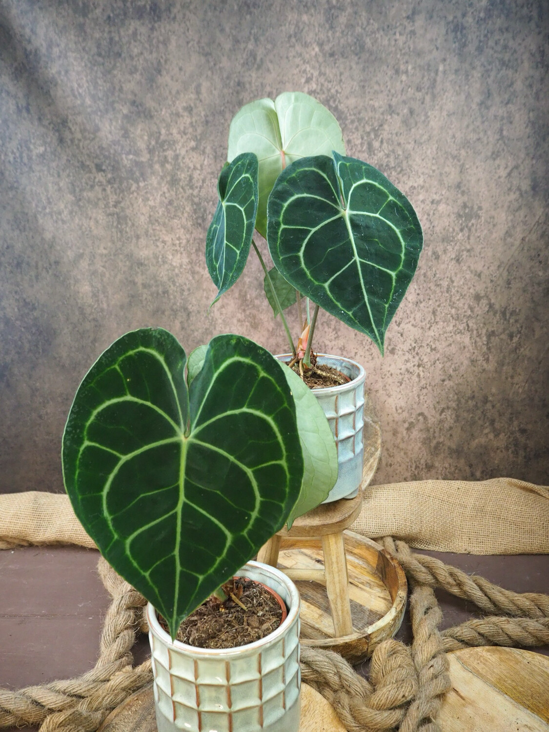 Anthurium Clarinervium