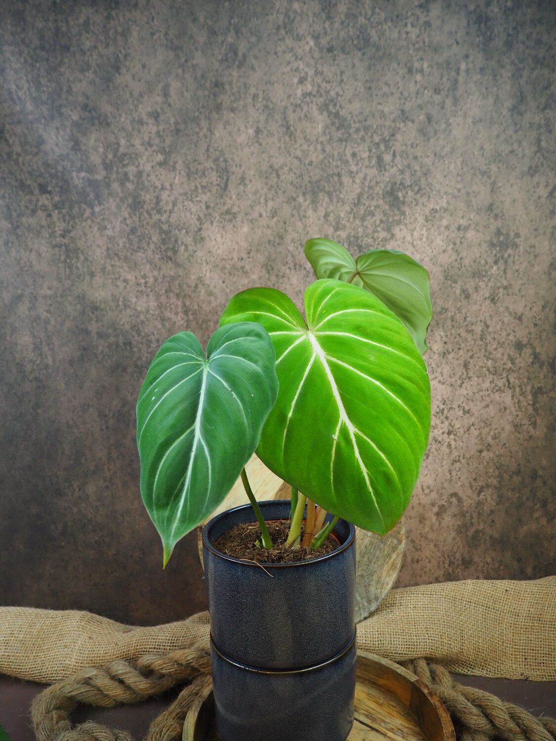Philodendron Gloriosum