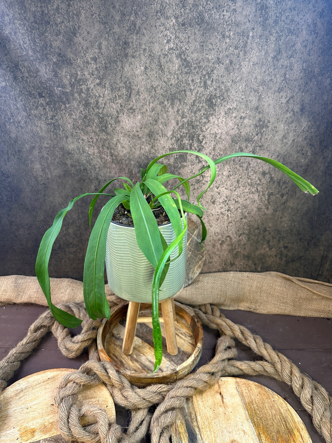 Anthurium vittarifolium