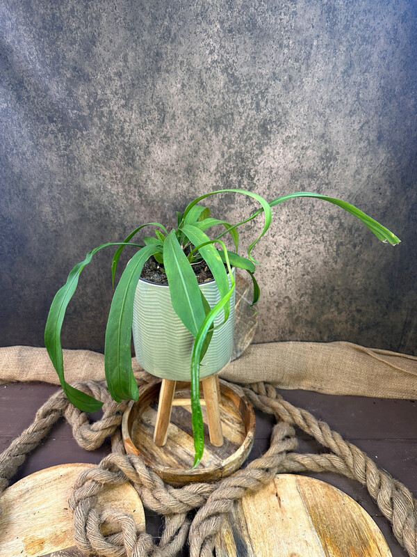 Anthurium vittarifolium Anthurium vittarifolium