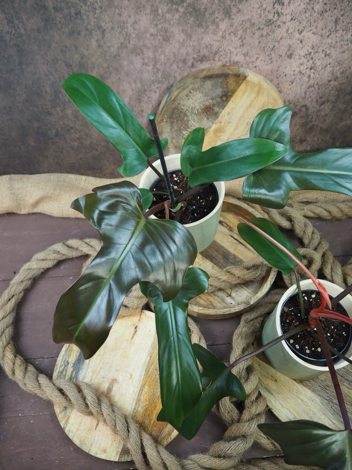Philodendron Florida Bronze
