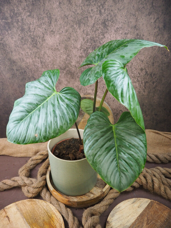 Philodendron Sodiroi
