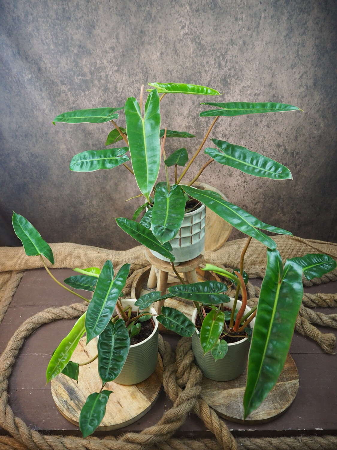 Philodendron Billietiae