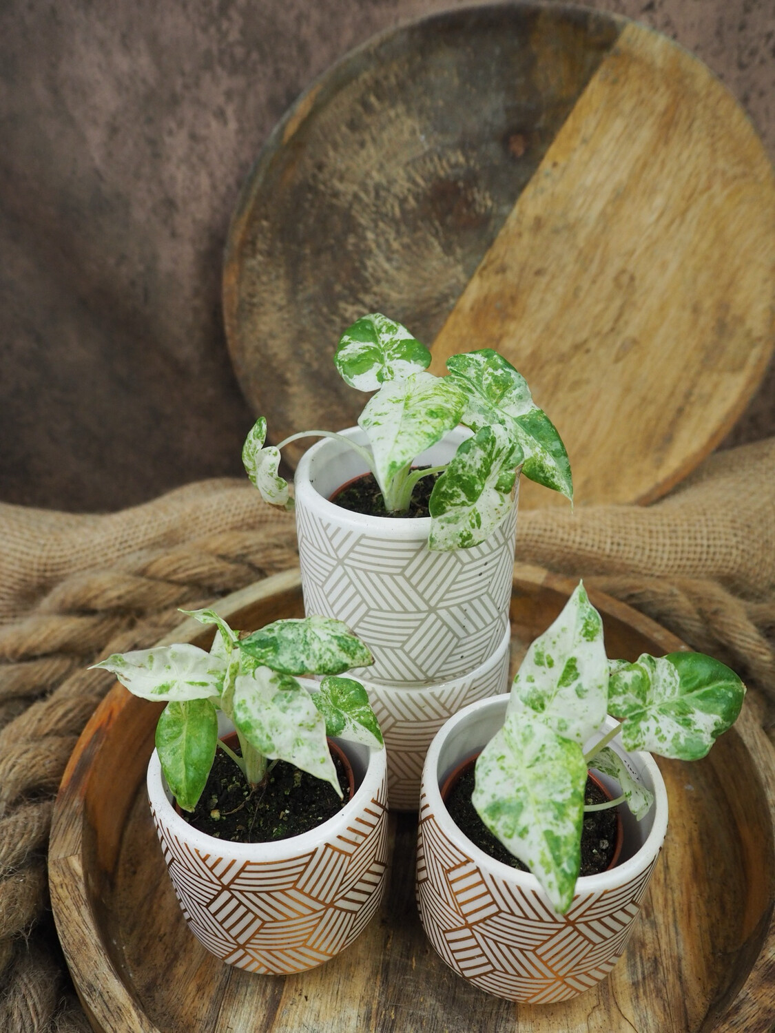 Alocasia Odora Batik Bby