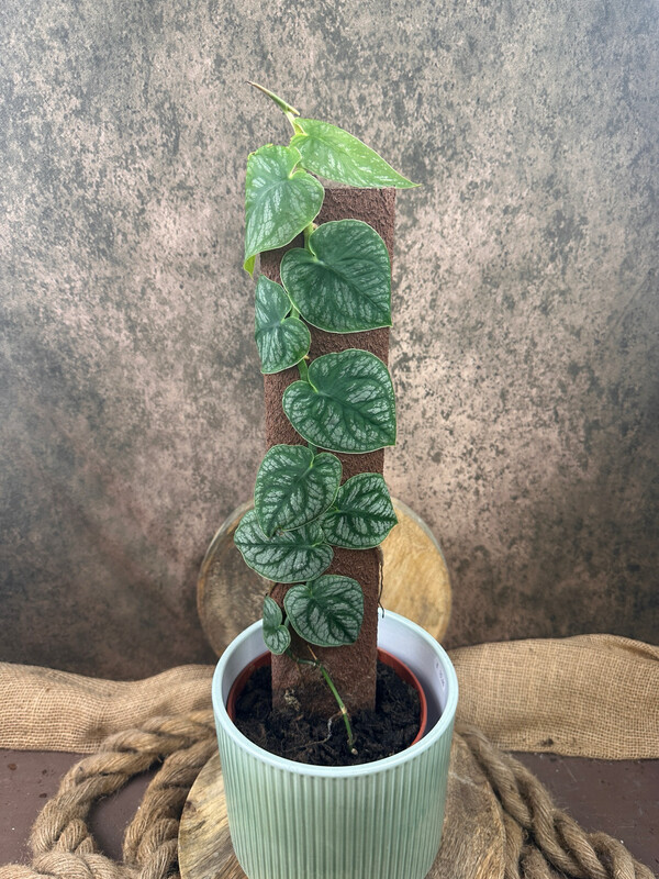 Monstera Dubia