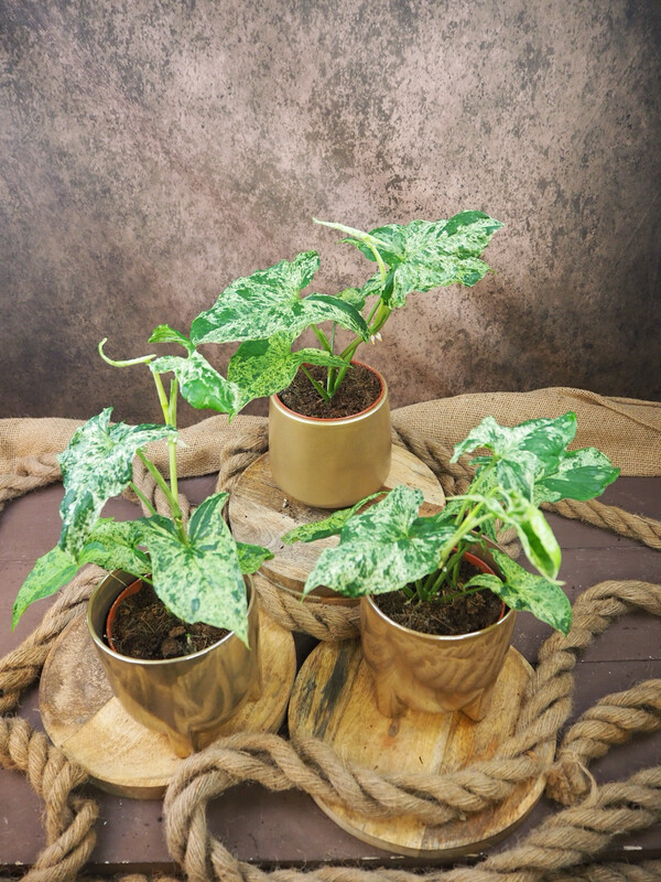 Syngonium Mottled Mojito Syngonium Mottled Mojito