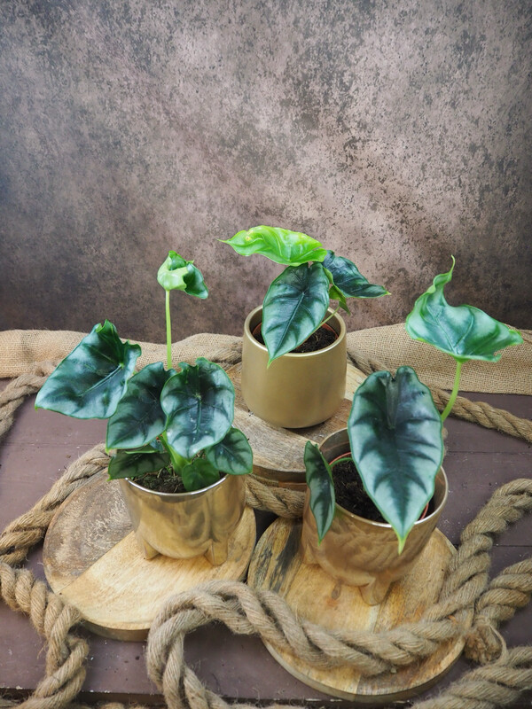 Alocasia Reversa