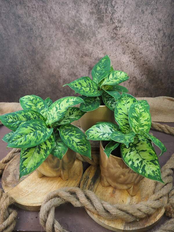 Homalomena Camouflage