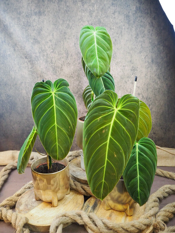 Philodendron Melanochrysum Philodendron Melanochrysum