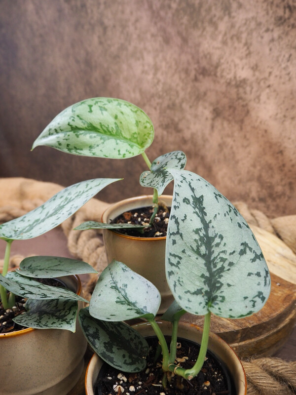 Scindapsus Silver Lady