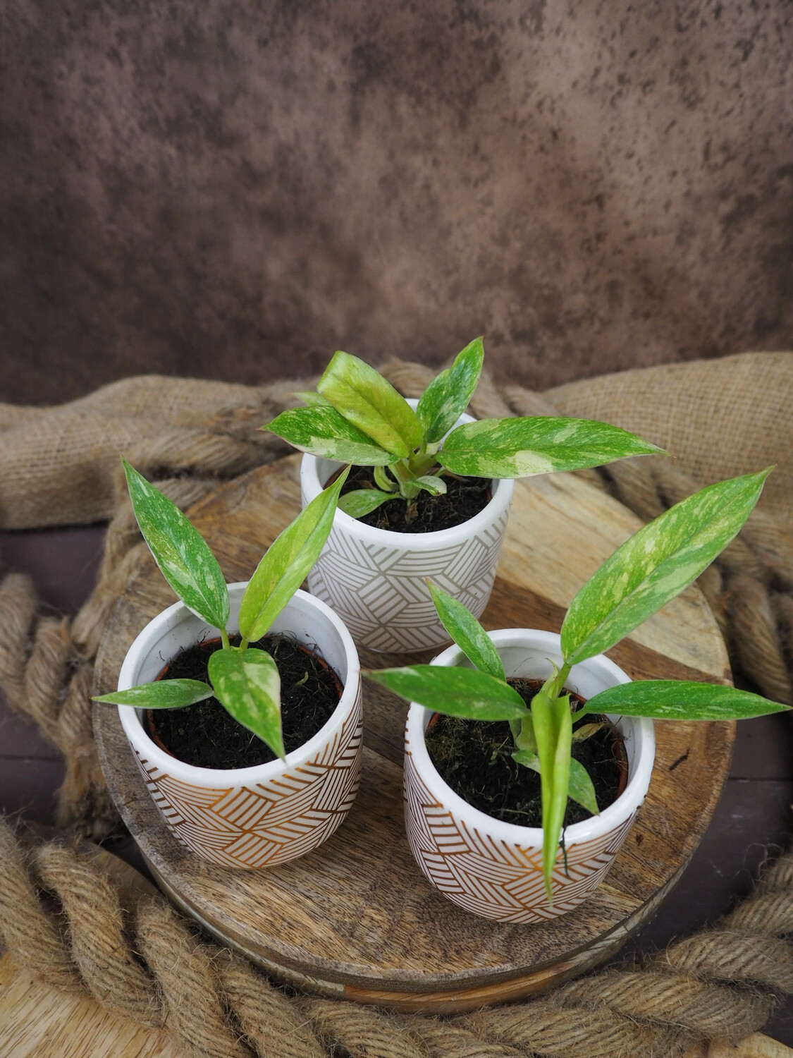 Philodendron Ring of Fire Baby