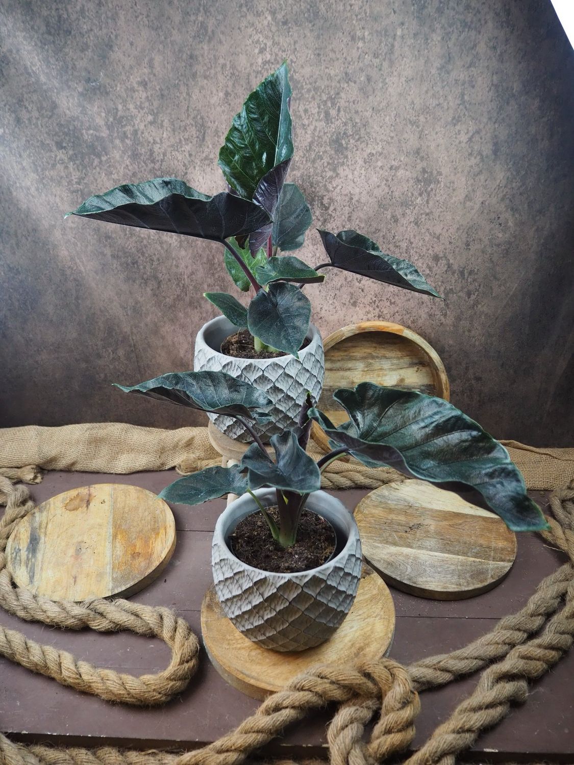 Alocasia Antoro Velvet Alocasia Antoro Velvet