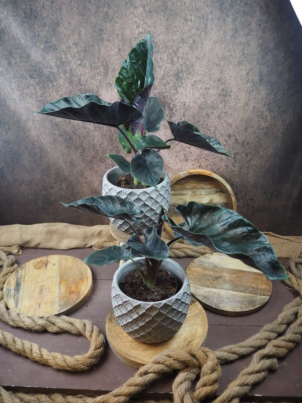 Alocasia Antoro Velvet