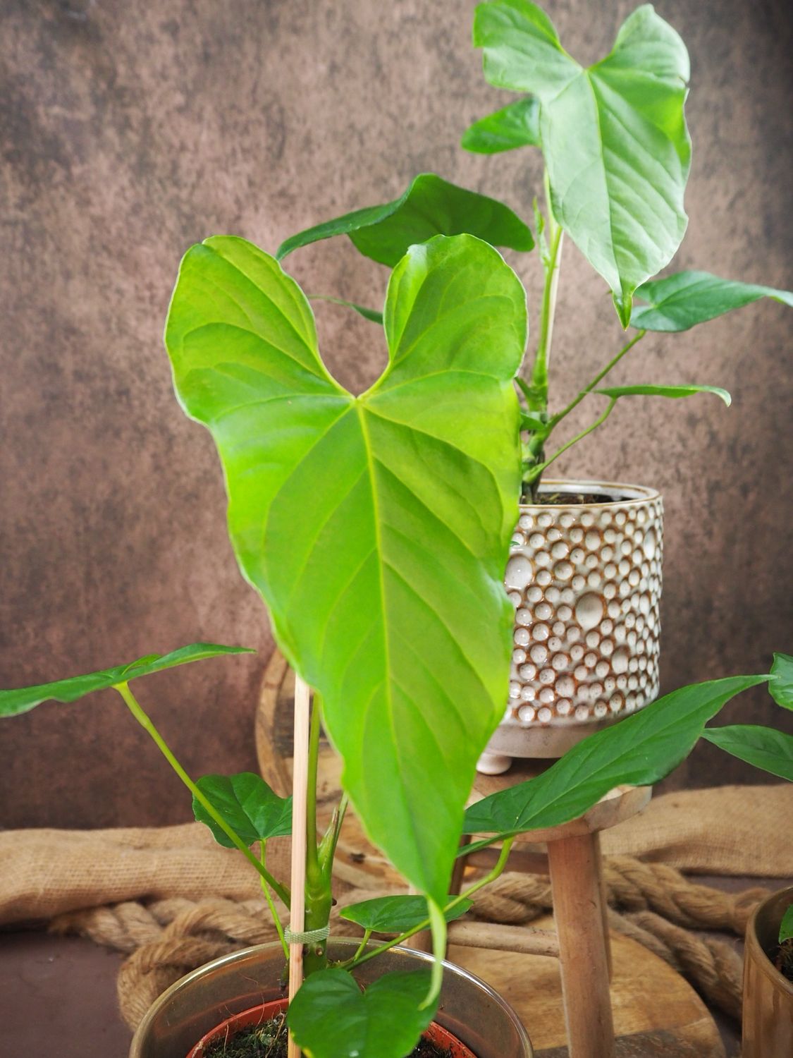 Anthurium balaoanum