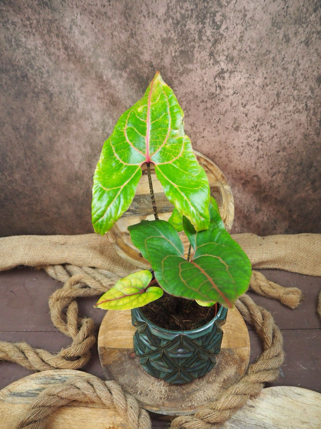 Alocasia Cyrtosperma Jhonstonii Black Jack