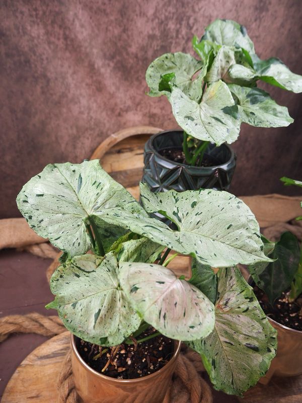 Syngonium Green Splash / Grey Ghost Syngonium Green Splash / Grey Ghost