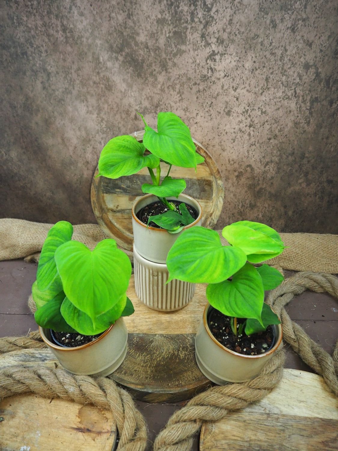 Philodendron fibraecataphyllum ‚Peru‘