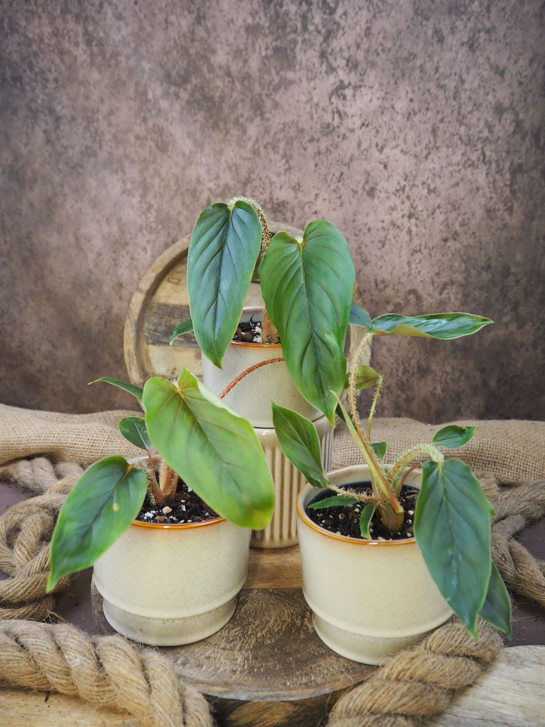 Philodendron Serpens S Philodendron Serpens S