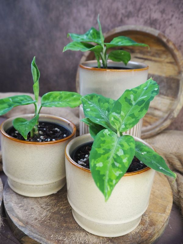 Aglaonema pictum tricolor