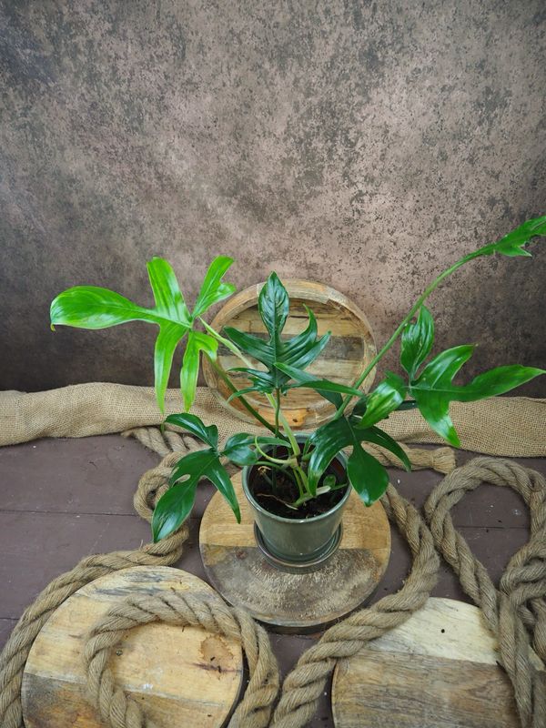 Philodendron Pedatum Glad Hands Philodendron Pedatum Glad Hands
