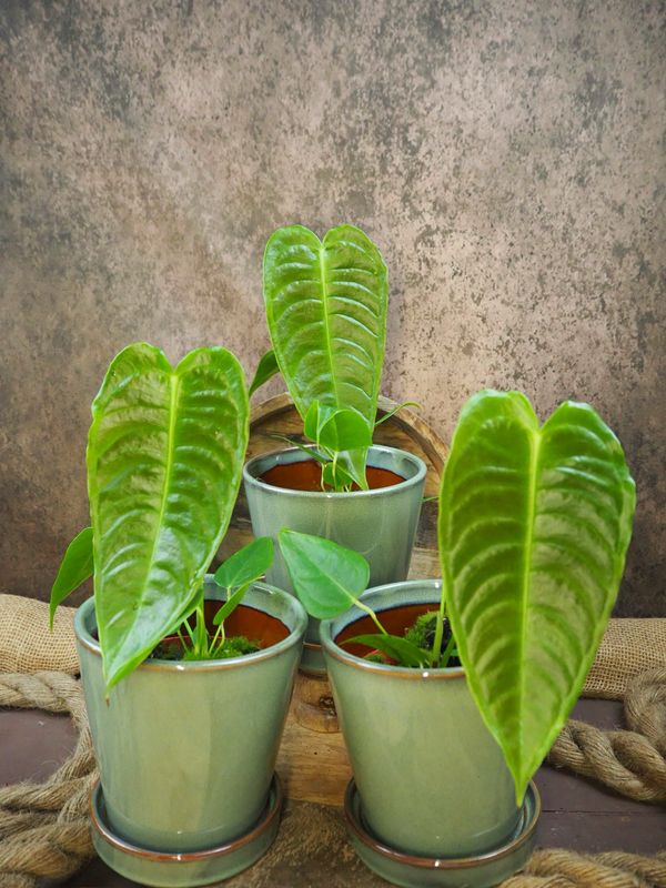 Anthurium Veitchii - Kinganthurium Anthurium Veitchii - Kinganthurium