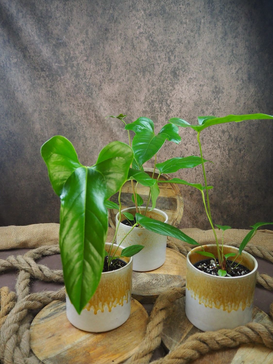 Anthurium pedatum