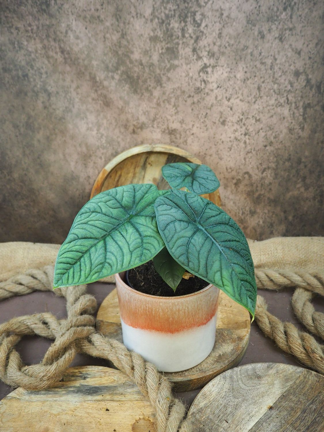 Alocasia Melo
