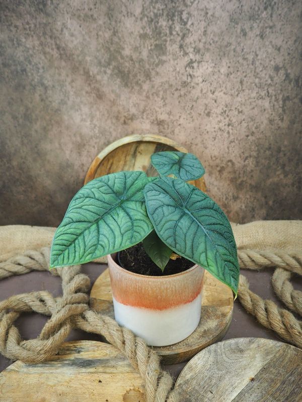 Alocasia Melo