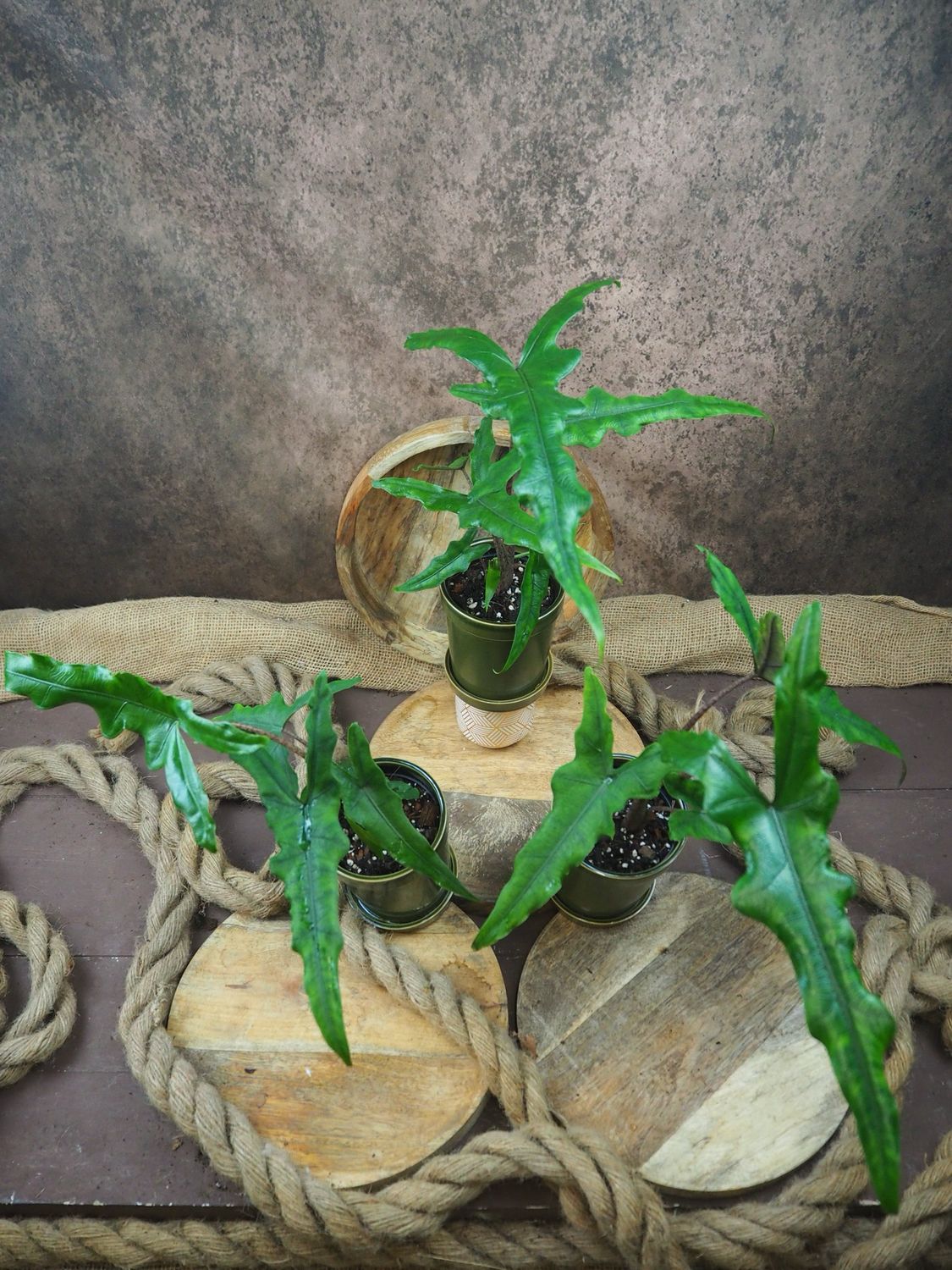 Alocasia Sabrina Narrow
