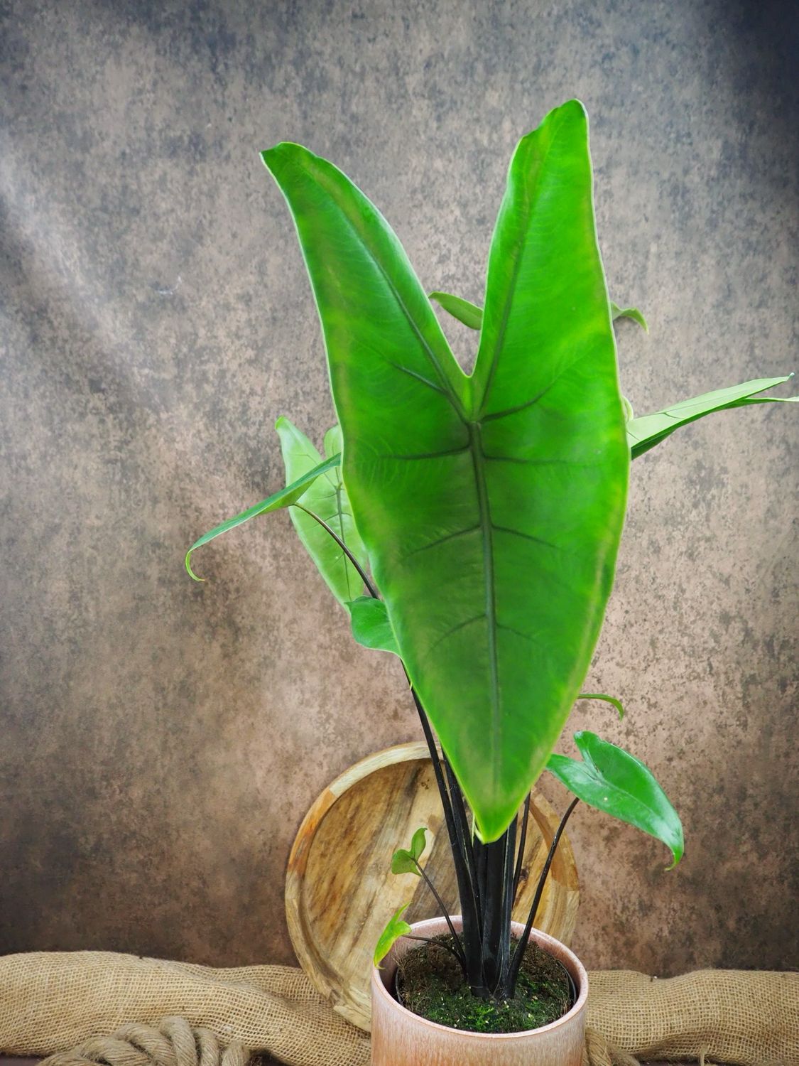 Alocasia Zebrina ‚Black Stem‘