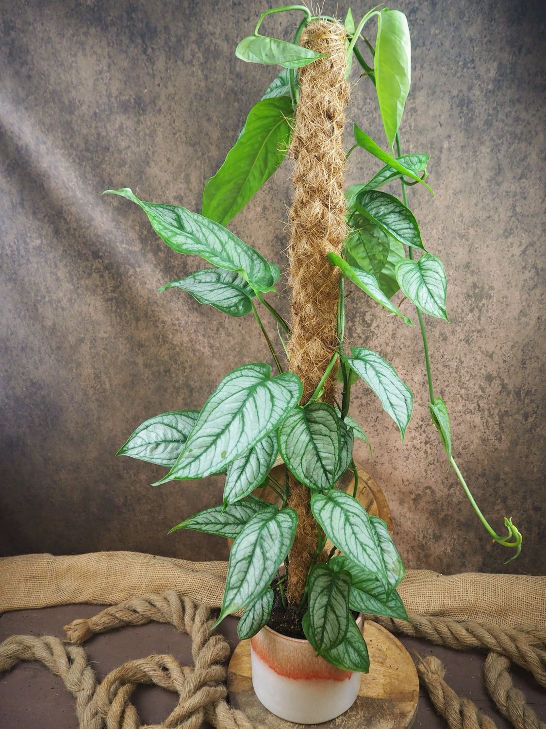 Monstera siltepecana El Salvador