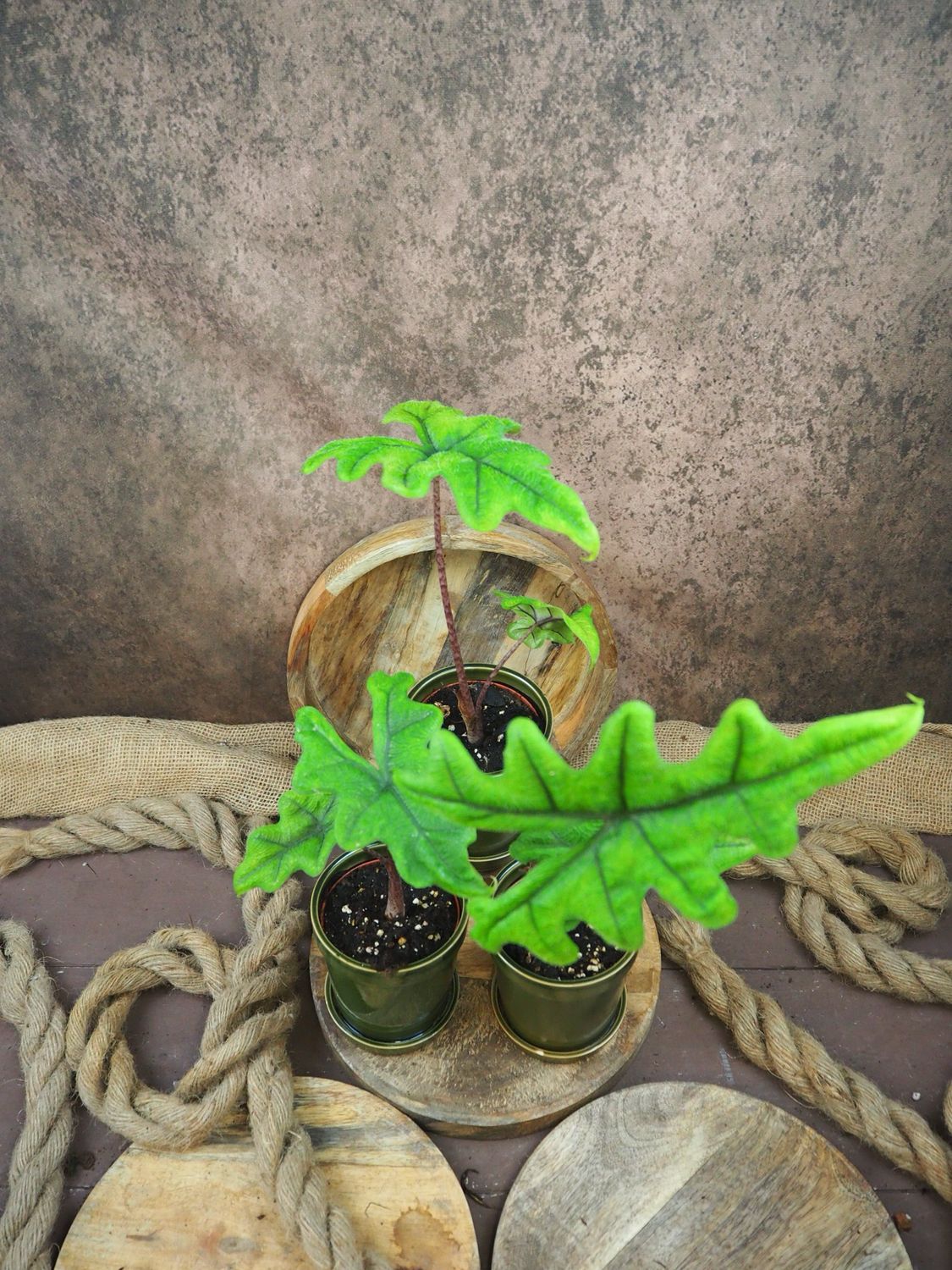 Alocasia Jacklyn S