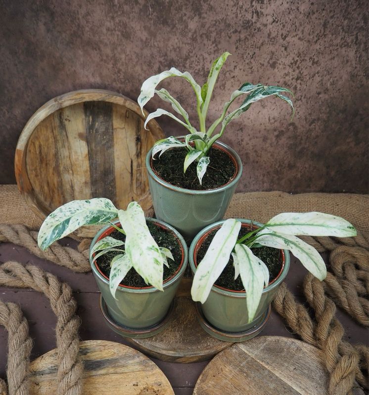 Epipremnum Giganteum Variegata Epipremnum Giganteum Variegata