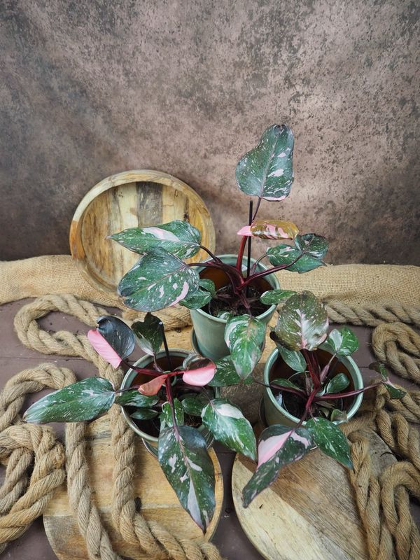 Philodendron Pink Princess „Marble“ Philodendron Pink Princess „Marble“