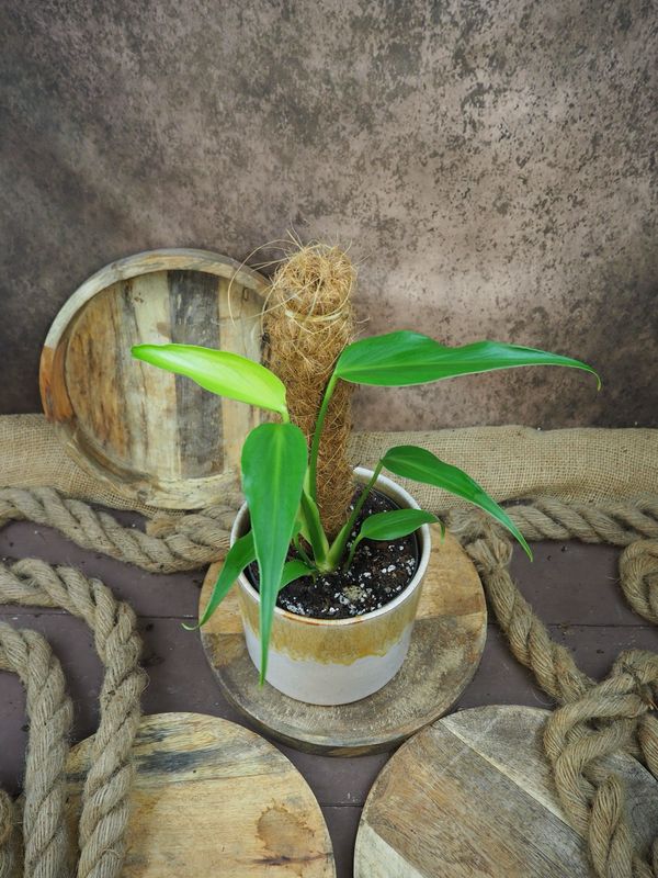 Monstera Burle Marx Flame