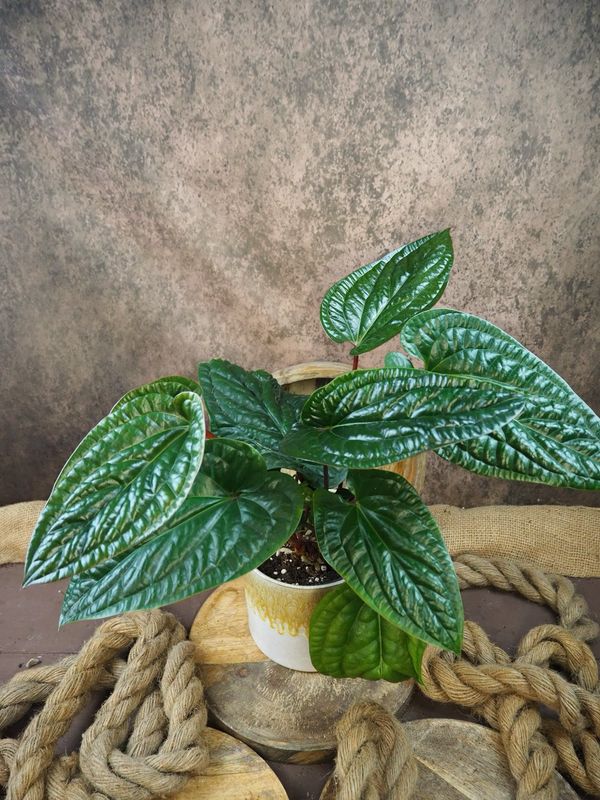 Anthurium Luxurians x Radicans XL Anthurium Luxurians x Radicans XL