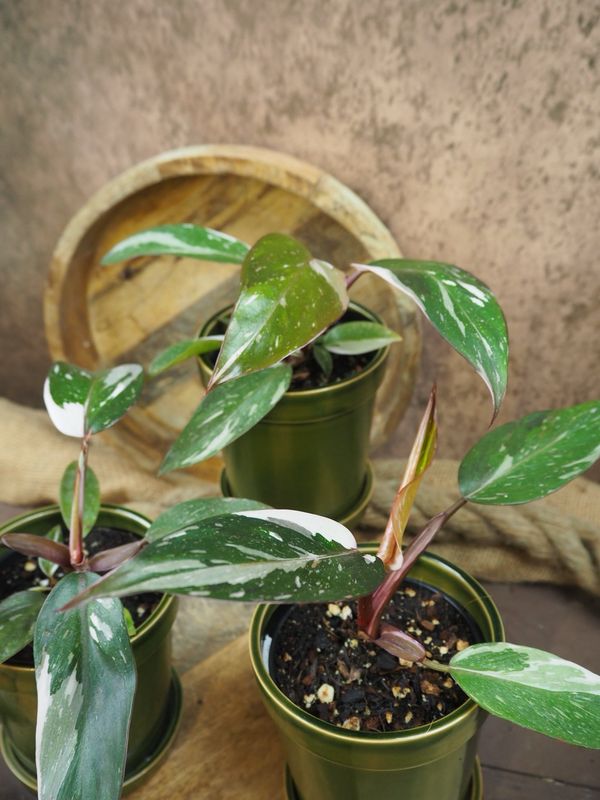 Philodendron Red Anderson Variegata Philodendron Red Anderson Variegata